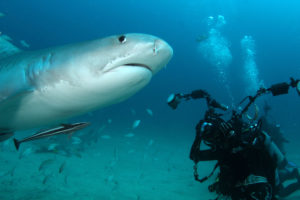 Predators in Peril - Shark Preservation | Lifestyle | Marinalife