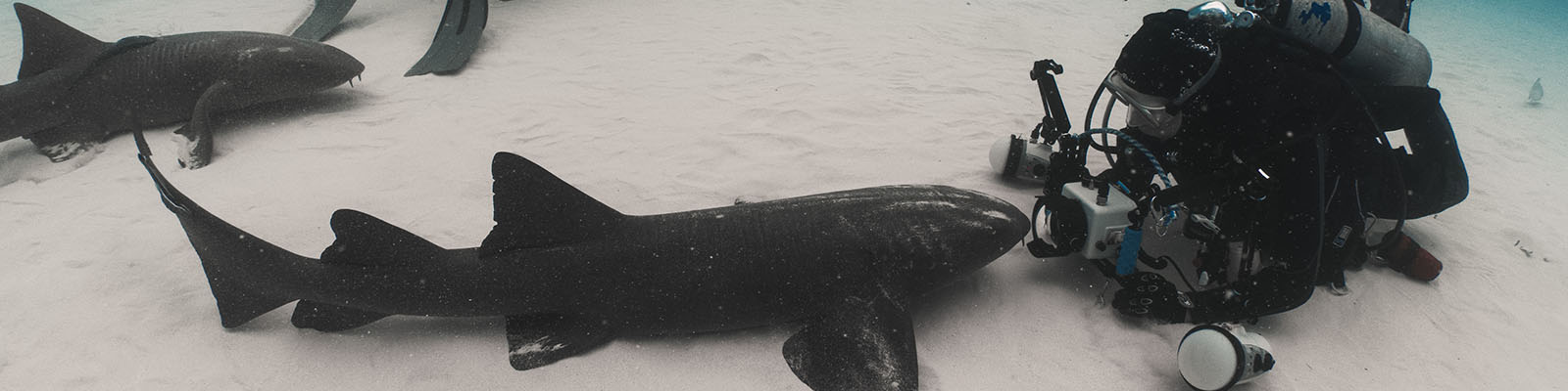 Predators in Peril – Shark Preservation