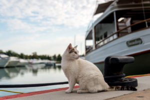 Cat on Boat | Lifestyle | Boating with Pets - Avoid Ruff Seas | Marinalife