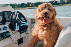 Golden Doodle Puppy | Lifestyle | Boating with Pets - Avoid Ruff Seas | Marinalife