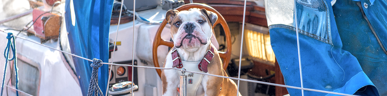 Boating with Four-Legged Friends – How to Avoid Ruff Seas While Traveling