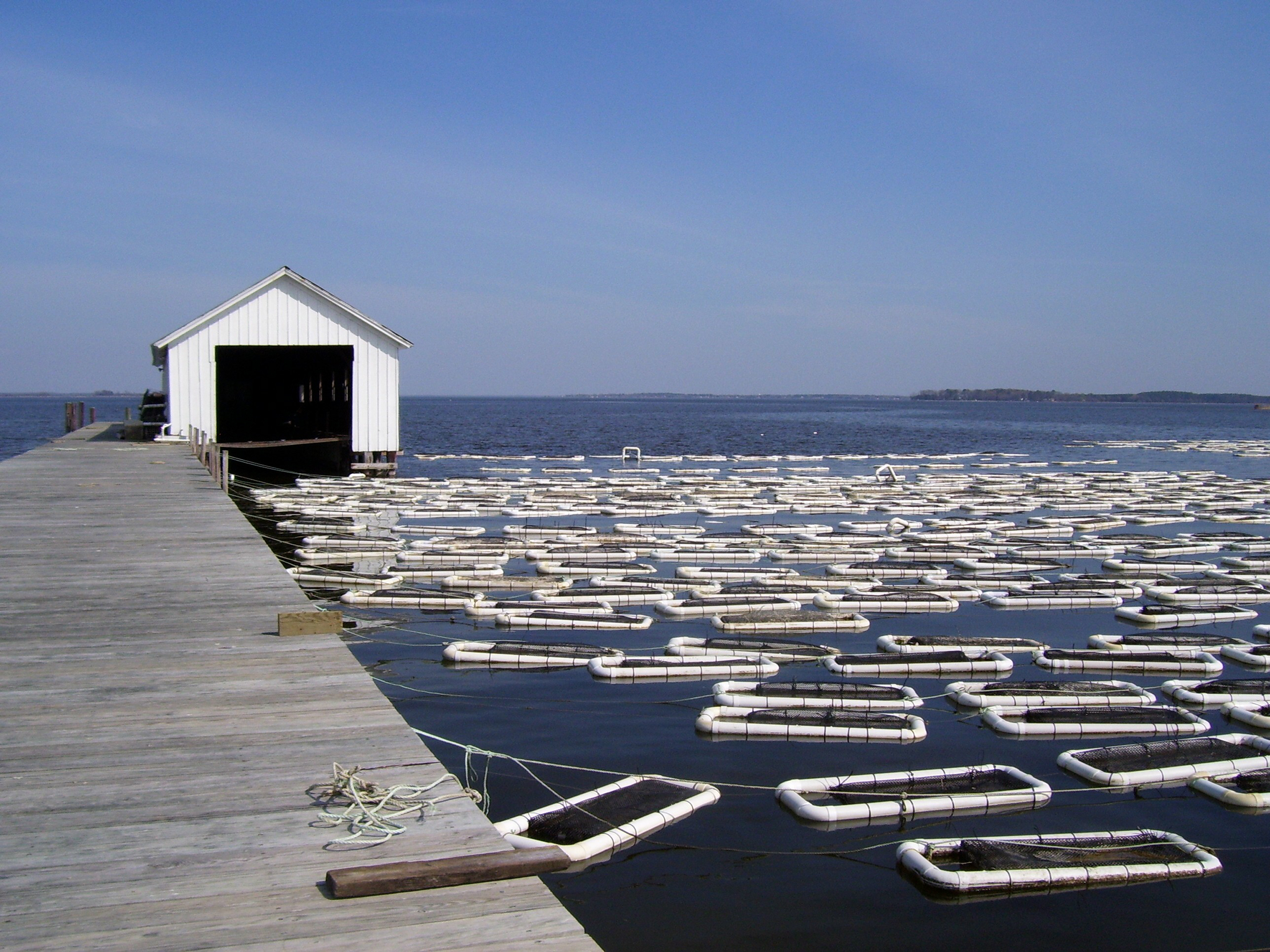 Oyster Programs | The Chesapeake Bay | Travel Destination | Marinalife