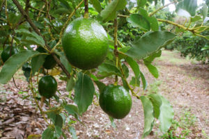 Lime Tree | Florida's Tropical Fruit | Marinalife
