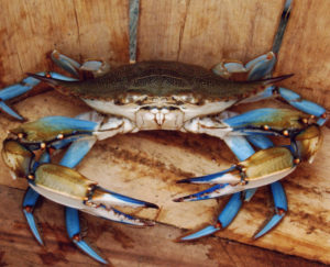 Maryland Blue Crab | Maryland Blue Crabs vs Florida Stone Crabs | Marinalife