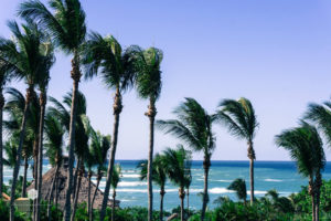 Palm Trees | Punta Mita | Marinalife