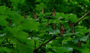 Butterflys on bush | Florida Eco-Tourism | Marinalife