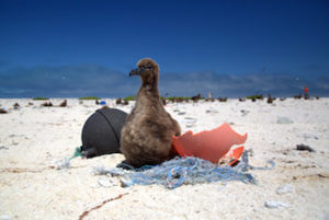 Albatross with Plastic | Eco Friendly | Marinalife
