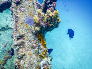 Carlisle Bay in Barbados by Bill Walker | Caribbean Snorkeling & Scuba Diving | Marinalife