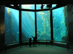 Monterey Aquarium Kelp Exhibit by Ed Bierman | Seaside Aquariums | Marinalife