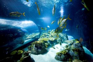 Wild Reef by National Aquarium Baltimore | Seaside Aquariums | Marinalife