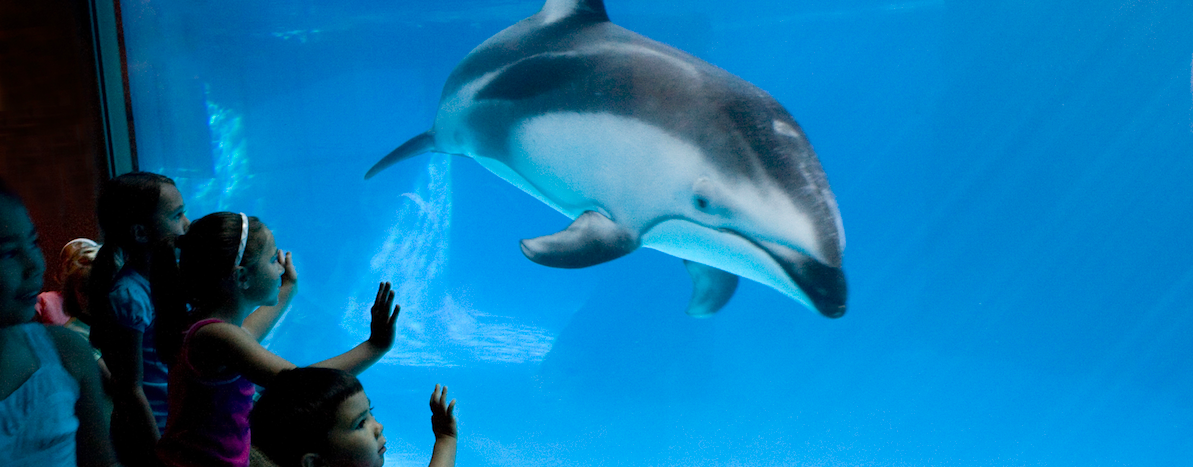 Dolphins at Baltimore Aquarium | Seaside Aquariums | Marinalife