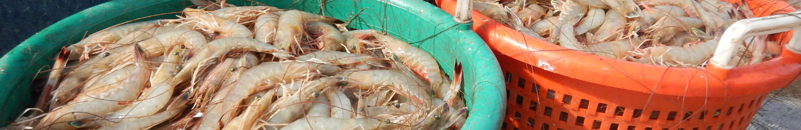 Lowcountry Shrimp – A Waterman’s Tale