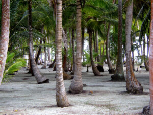 Palm Trees | Island Time | Marinalife