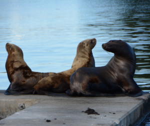 Kodiak sea lions by Dean Barnes | Kodiak Island | Marinalife