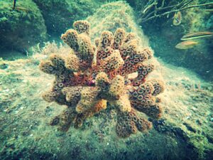 Stony Coral - eco friendly boating - marinalife