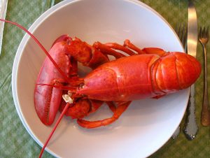 Maine Lobster - this or that - marinalife