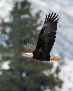Bald eagle in flight - weekend warrior - marinalife