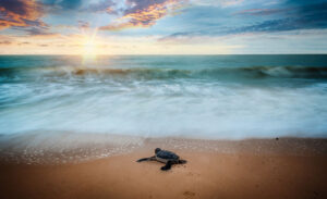 Sea Turtle - ecofriendly - marinalife