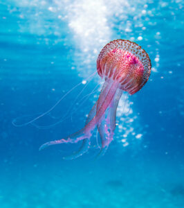jellyfish - ecofriendly boating - marinalife