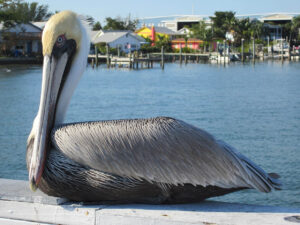 Anna Maria Island Pelican - destination - marinalife