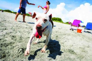 Brohard Beach - dog beaches - marinalife