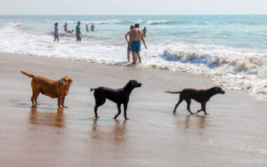 dogs on beach - dog beaches - marinalife