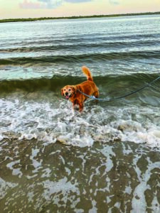 New Smyrna Beach - dog beaches - marinalife