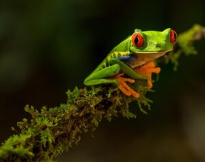 Rainforest tree frog - costa rica - marinalife