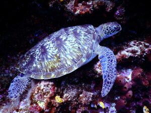 sea turtle - costa rica - marinalife