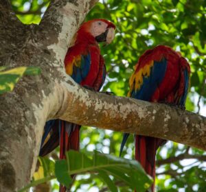 Tropical parrots - costa rica - marinalife