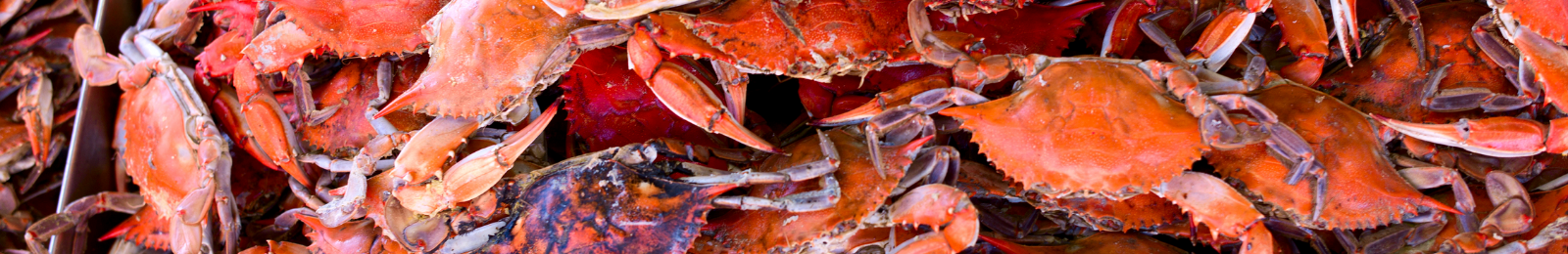 Battle of the Crustaceans: Lobsters vs. Crabs