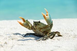 crab - this or that - marinalife