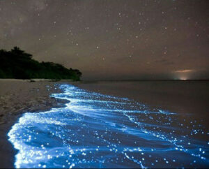 Mosquito Bay - bioluminescent bays - marinalife